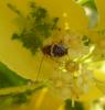 Planuncus vinzi